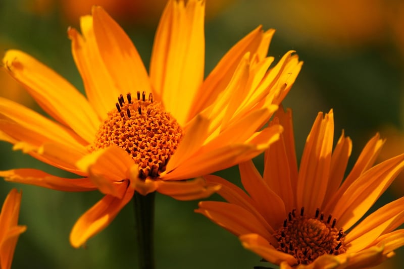 Otherworldly shrubs
