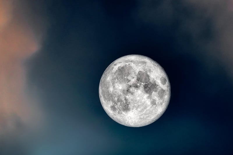 Moonflower
